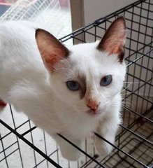 (Adopted) Mayki - Ariel - Domestic Short Hair + Siamese Cat