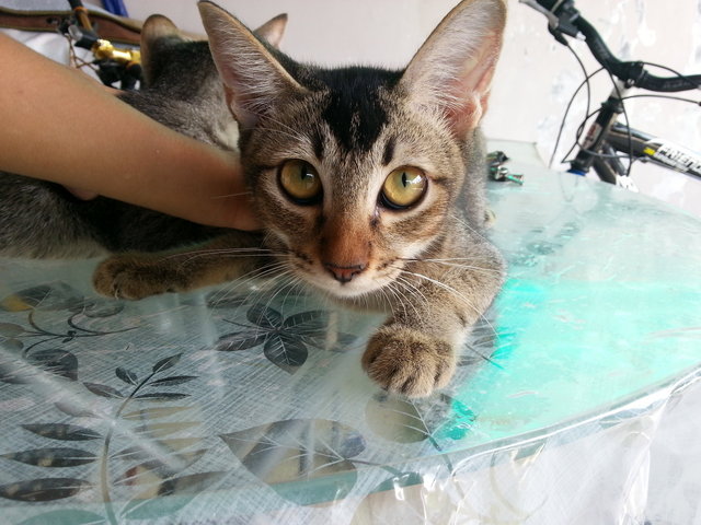 Mok - Domestic Short Hair Cat