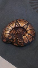 Ball Python Big Brother Eye - Snake Reptile