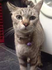 Raisin - Siamese + Domestic Short Hair Cat