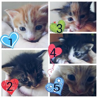 5 a month old kittens for adoption