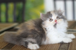 Kimora - Persian Cat