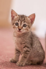 Four Little Kittens - Domestic Short Hair + Domestic Medium Hair Cat