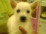 West Highland White Terrier Puppy - West Highland White Terrier Westie Dog