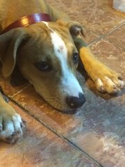 Pitbull  - Pit Bull Terrier Dog