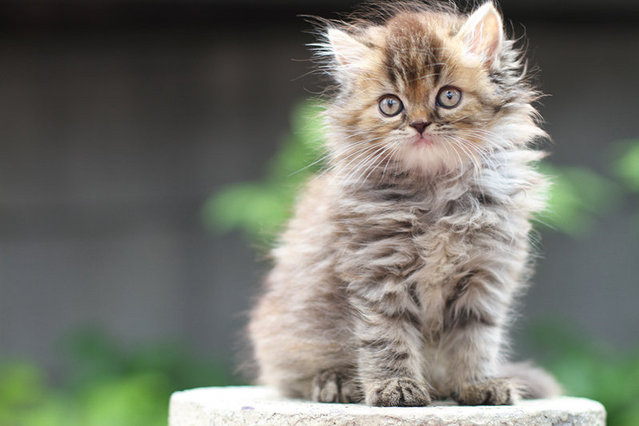 Miu - Persian Cat