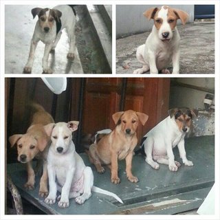 The cute puppies looking for a loving home