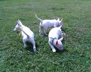 Mka Registered Mini Bull Terrier - Bull Terrier Dog