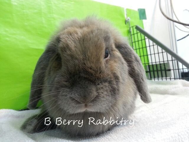 Holland Lop - Blue Tort Adopt - Holland Lop Rabbit