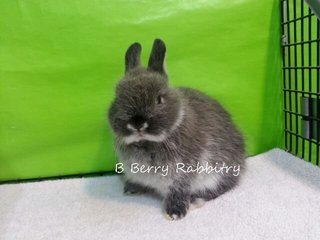 Netherland Dwarf - Sable Marten3 - Netherland Dwarf Rabbit