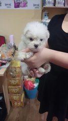 Teacup Maltese Puppy - Maltese Dog