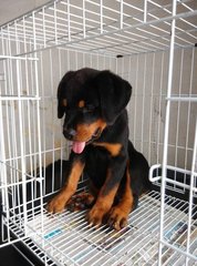 Rottweiler Puppy /champion Imp Line - Rottweiler Dog