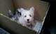 West Highland White Terrier/westie  - West Highland White Terrier Westie Dog