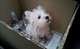 West Highland White Terrier/westie  - West Highland White Terrier Westie Dog