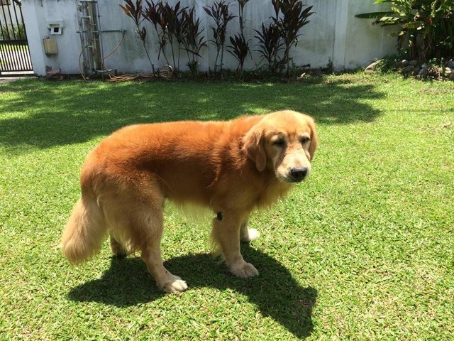 Rex - Golden Retriever Dog