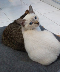Mochi &amp; Pickles - Domestic Short Hair Cat