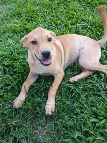 Tikky In Kulim - Mixed Breed Dog