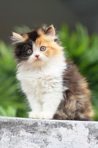 Diandra - Persian Cat