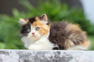 Diandra - Persian Cat