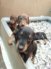 Dobermann (Imp.champion Line) - Doberman Pinscher Dog