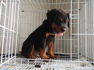 Rottweiler Puppy /imp Champion Line - Rottweiler Dog