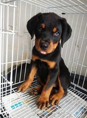 Rottweiler Puppy /imp Champion Line - Rottweiler Dog