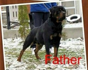 Rottweiler Puppy /imp Champion Line - Rottweiler Dog