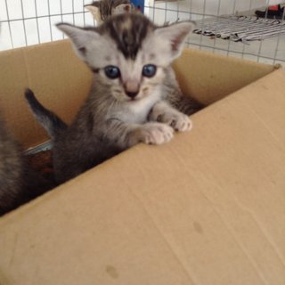 Kittens - Tabby Cat