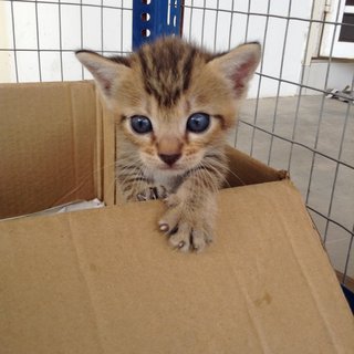 Kittens - Tabby Cat