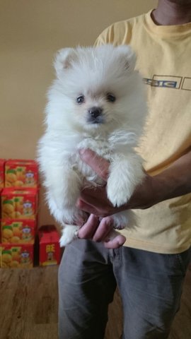Quality White Pomeranian F - Pomeranian Dog