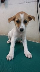 M7 - Mixed Breed Dog