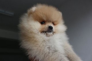 Super Quality Mini Pomeranian F - Pomeranian Dog