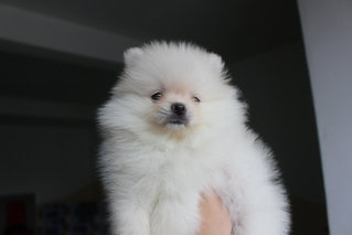 White Pomeranian Female Princess - Pomeranian Dog