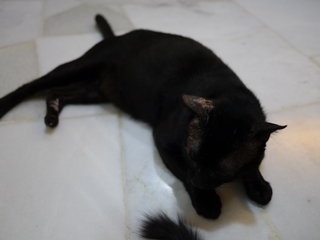 (Black Jack)King *free - Domestic Short Hair + American Shorthair Cat