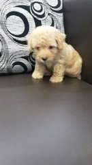 Tiny Toy Poodle Very Adorable - Poodle Dog
