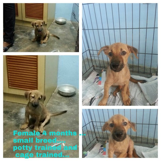Female Pup 1 In Kulim - Mixed Breed Dog