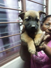 Female Pup 2  In Kulim - Mixed Breed Dog