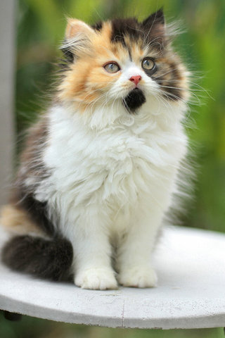Elena Kurkova Fujiwara - Persian Cat