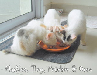 4 siblings, Marbles, Patches, Tiny and Oreo