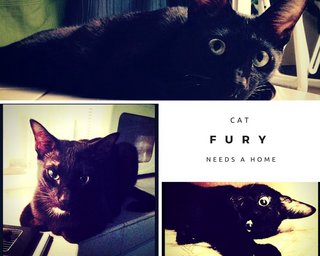 Fury The Toothless - Domestic Short Hair Cat
