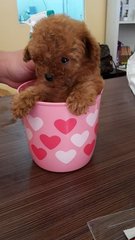 Super Red Tiny Toy Poodle Female - Poodle Dog