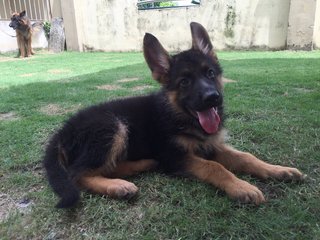 German Shepherd - Imp Big Size Bitc - German Shepherd Dog Dog