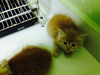 Kittens For Sale - Domestic Medium Hair + Persian Cat