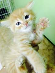 Kittens For Sale - Domestic Medium Hair + Persian Cat