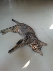 I can't stand the Malaysian heat so please let me lie here on your cool, tiled floor...