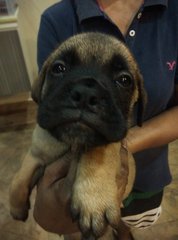 Mastiff Puppy ( Imp. Champion Line) - Mastiff Dog