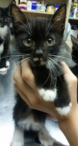 Donnie - Tuxedo Cat