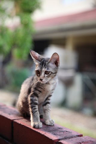 Tabby - Domestic Short Hair Cat