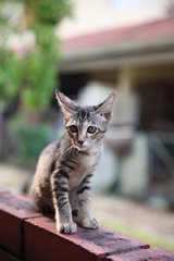Tabby - Domestic Short Hair Cat