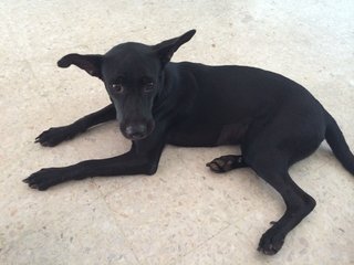 Gigi - Mixed Breed Dog